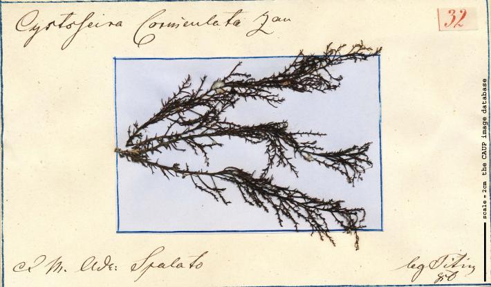 Cystoseira corniculata_32.jpg
